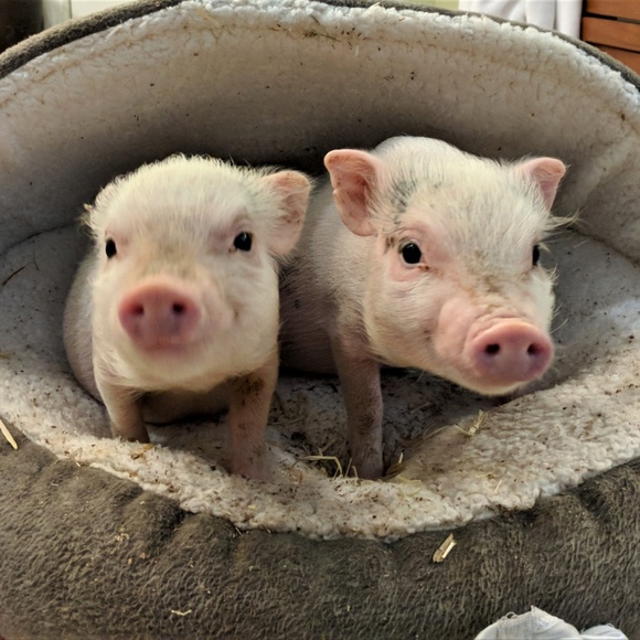 Meet your Posher, Elaine - Picture 3 of 5